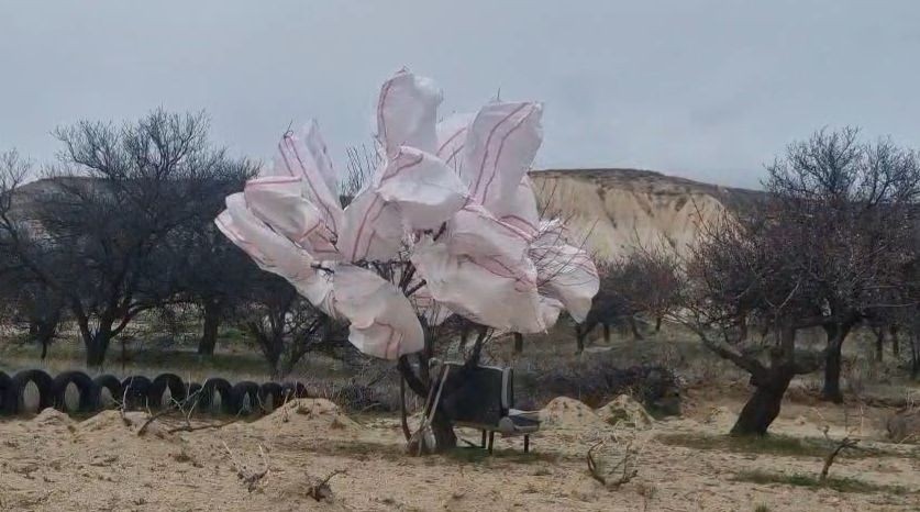 Nevşehirli Çiftçi’den Kayısı Ağacına İlginç Koruma