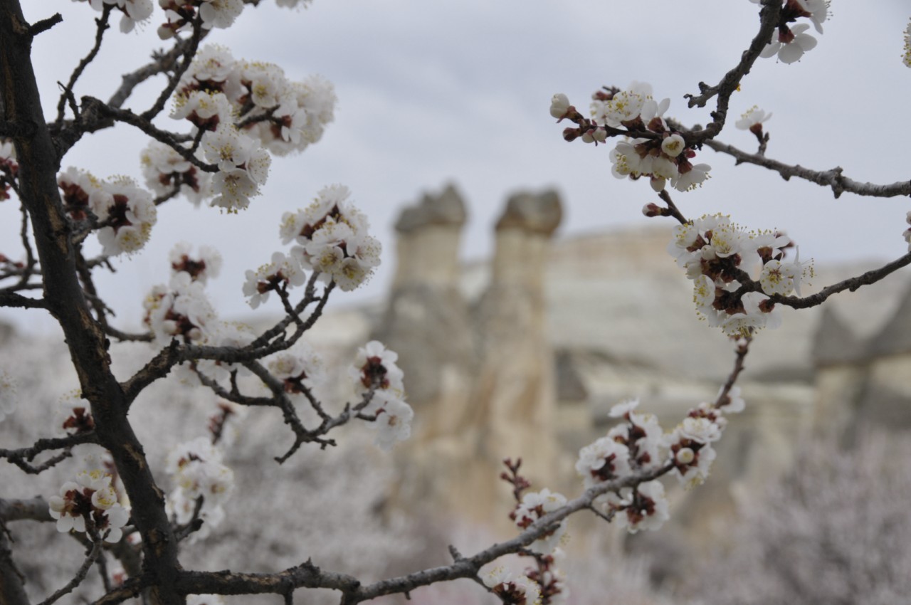 KÜLTÜR VE TURİZM BAKANLIĞI KAPADOKYA’YA, UZUN METRAJLI OLARAK BİR TÜRLÜ BAKAMIYOR NEDENSE ?
