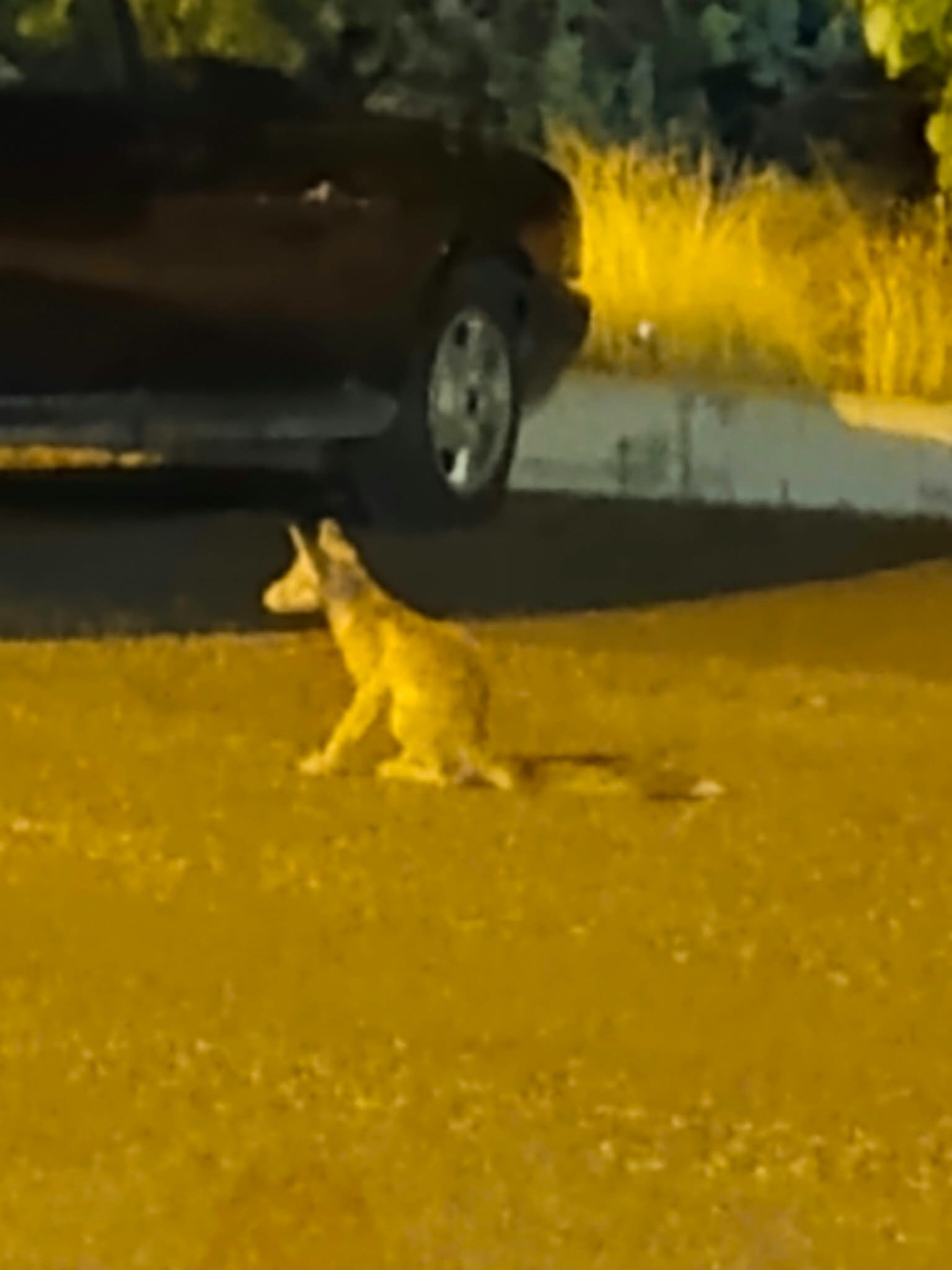 Aç Kalan Tilkiler Artık Sokaklarda