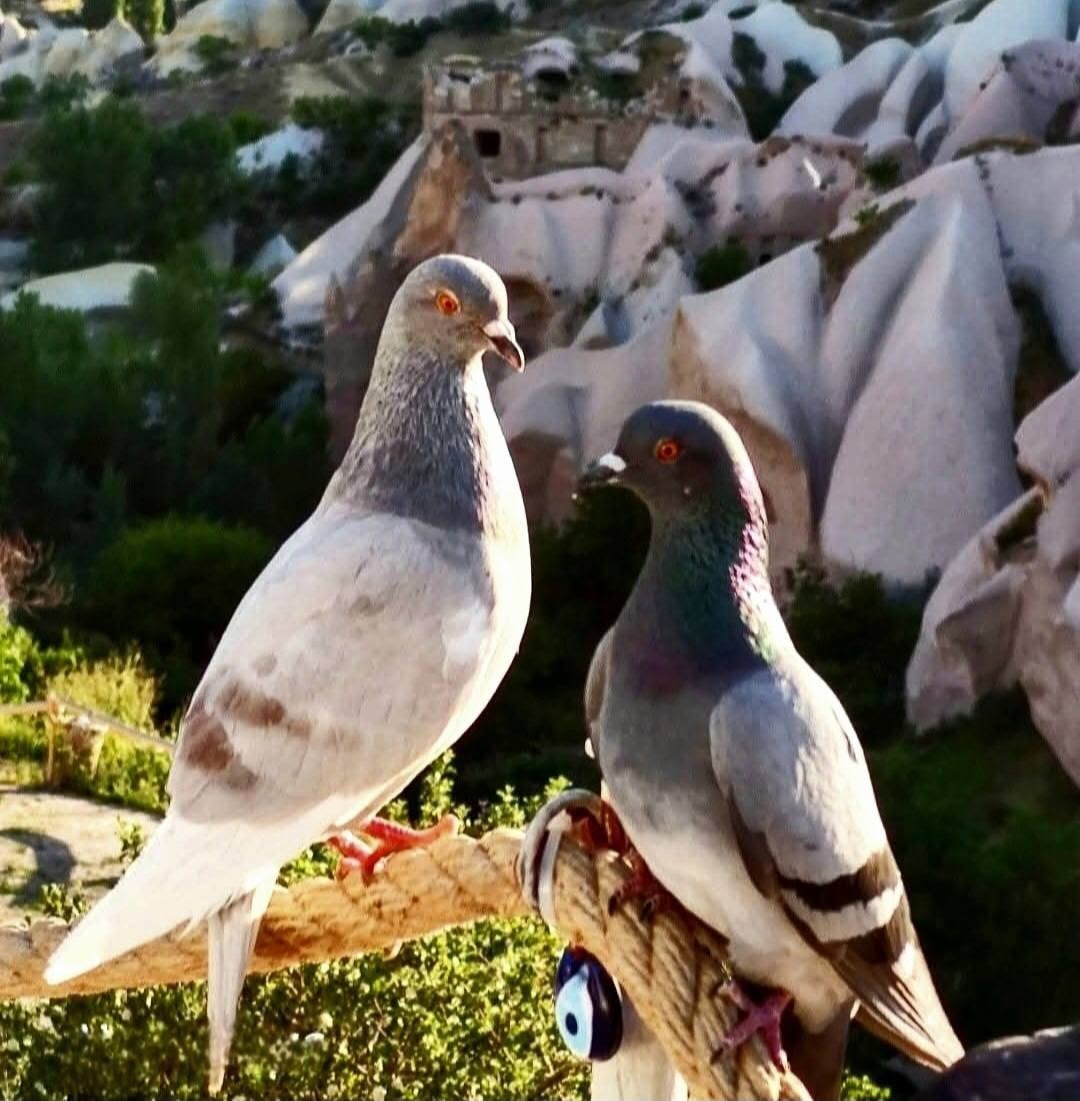 Gübre Depomuz Yanı başımızda, Biz Gezmelerdeyiz, Güvercinler Mahsun Olmasın