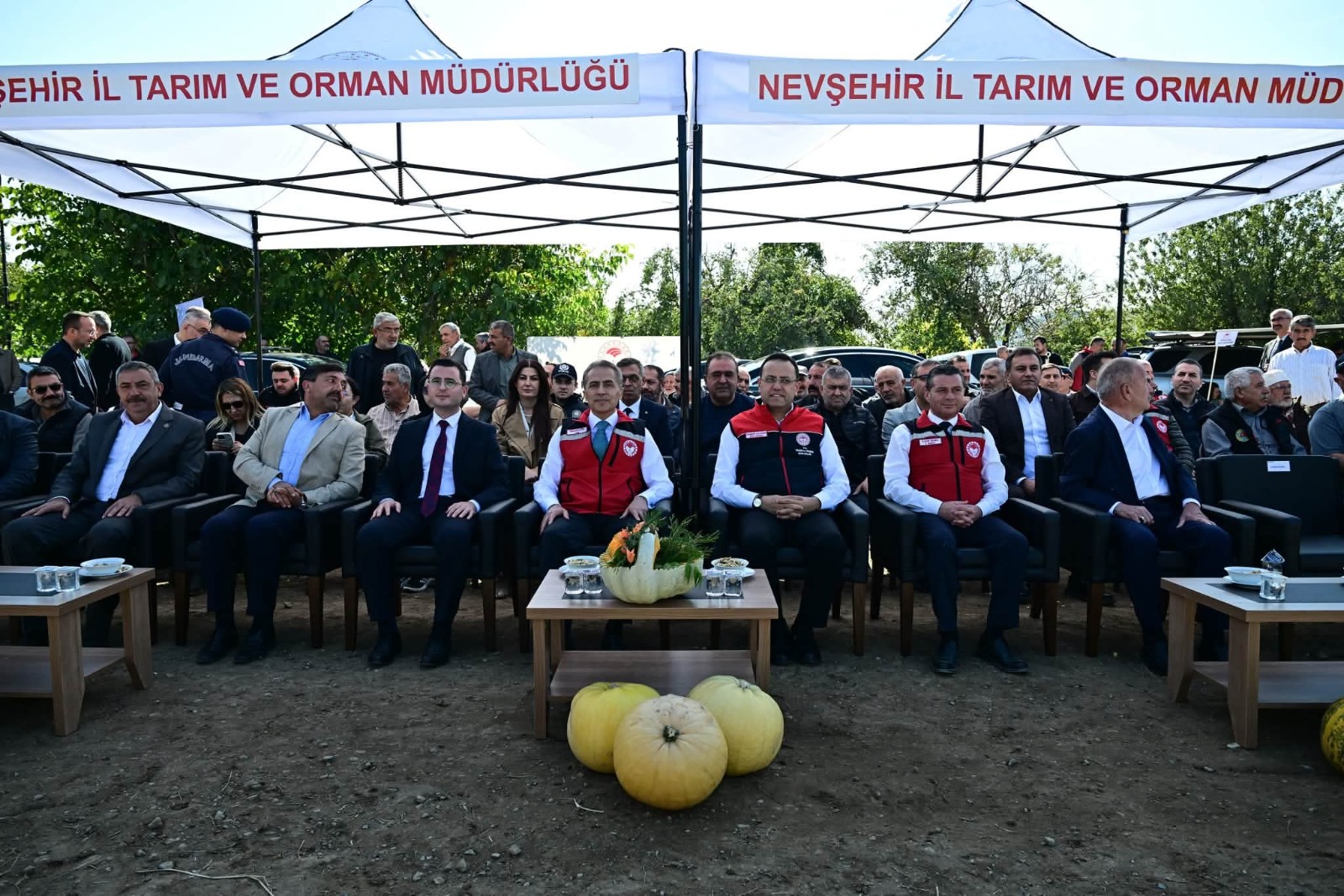 Çerezlik kabak çekirdeğinde yılın ilk hasadı yapıldı