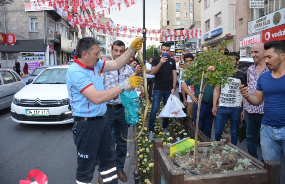 Yılan caddeye indi