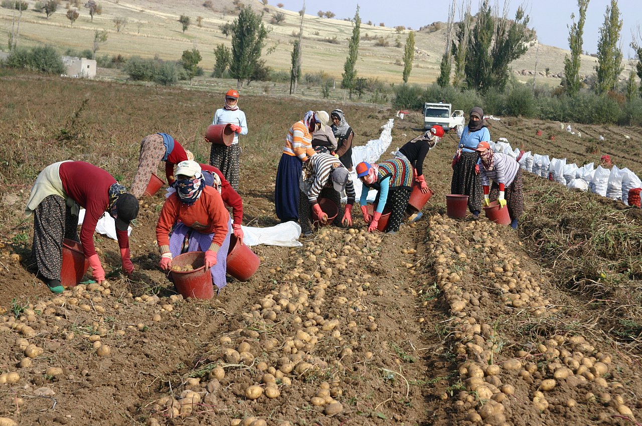 Patates ’de BASİT Önlemleri Alamayınca  ASİT leşiyor