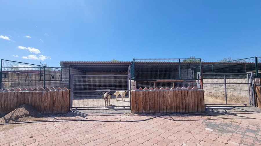 Ürgüp Belediyesi Hayvan Bakımevi’nde Köpek Sayısı 170 ‘e Çıkartıldı