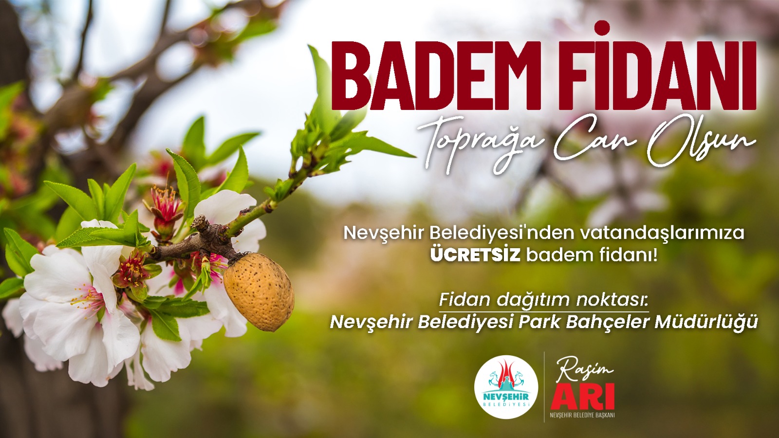 Nevşehir Belediyesi’nden Ücretsiz Badem Fidanı Dağıtımı