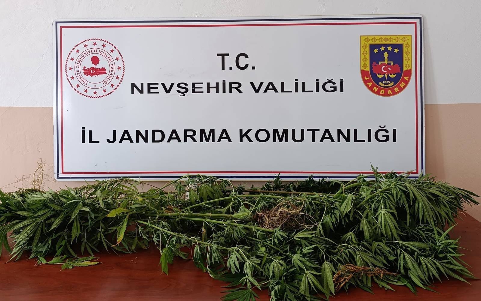 Ortahisar’da 27 Kök Hint Keneviri Ele Geçirildi