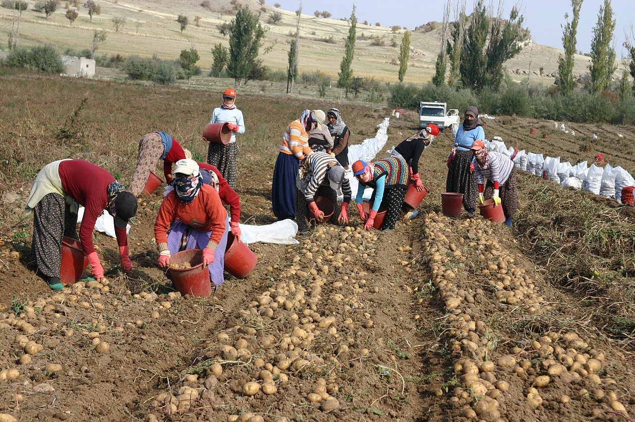 PATATES ÜRETİCİLERİNİN KOOPERATİF VEYA BİRLİK ADI ALTINDA  BİR ARAYA GELMELERİ PAZARLAMA SORUNUNU KÖKTEN ÇÖZER