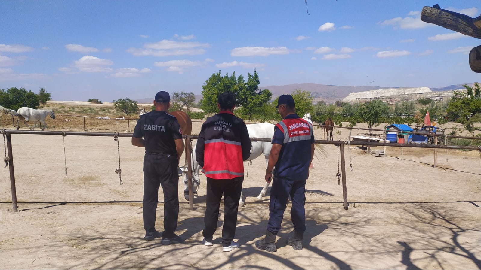 Kapadokya Alan Başkanlığı Kaçak At Çiftliklerine Göz Açtırmıyor