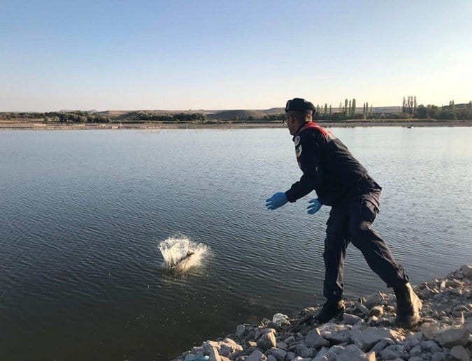 Kaçak Avlanan 1.100 Kg. Sazan Balığı Jandarma Ekiplerince  Yeniden Kızılırmak Nehrine Salındı