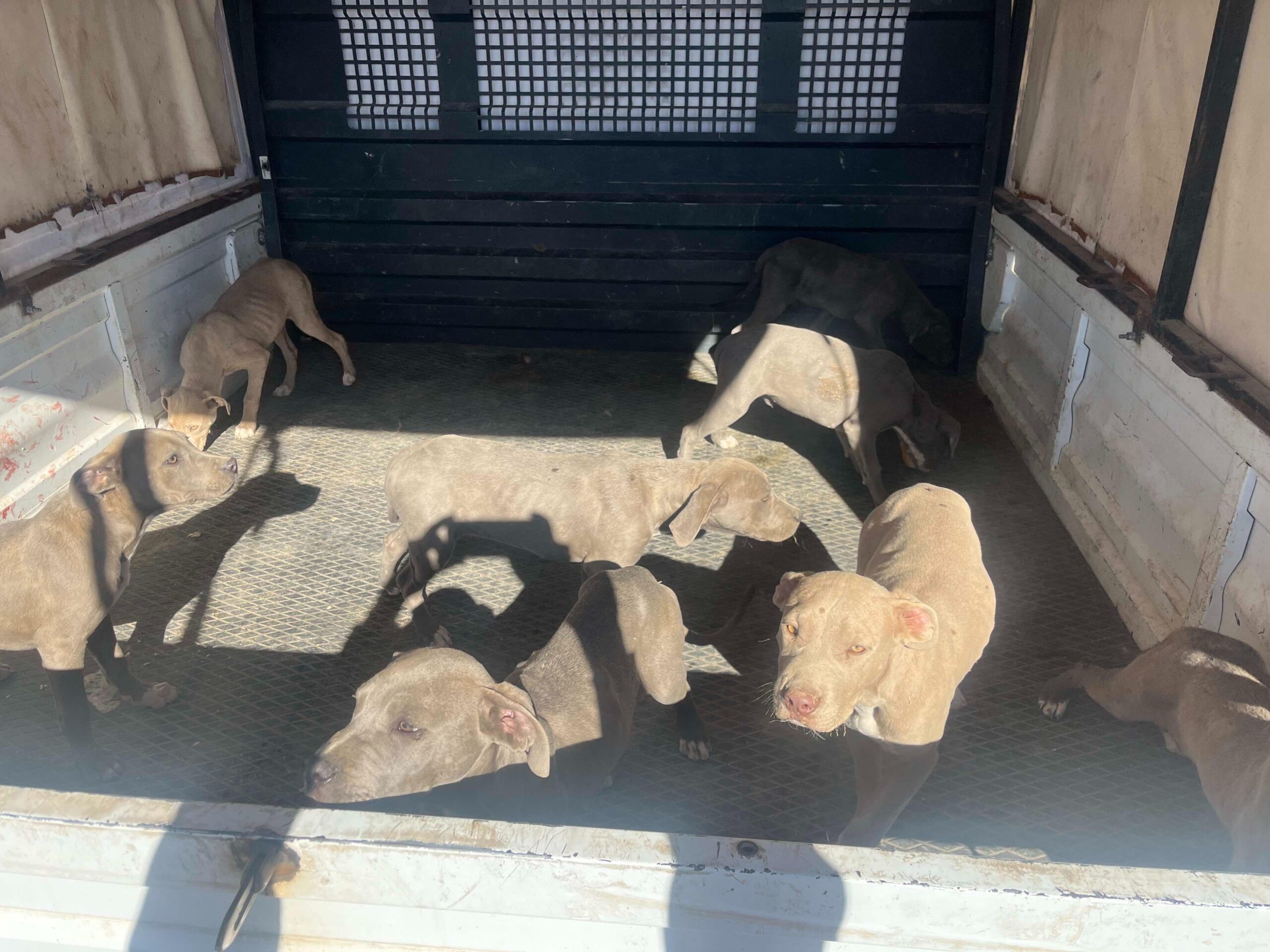 Jandarma Ekipleri Yakatarla Köyünde Yasak Irk kategorisinde 9 Köpek Ele Geçirdi