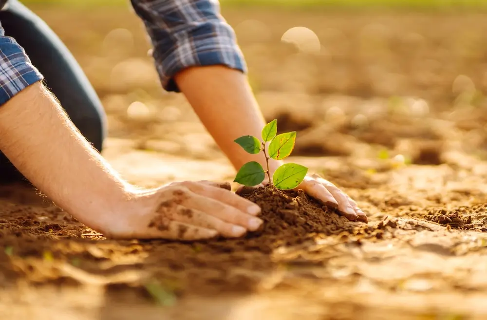 Milli Ağaçlandırma Günü’nde MEYVE FİDANLARI DÖVİZE Mİ ENDESKLENDİ Kİ, YOĞUN OLARAK  NEDEN EKİLMEZ ?